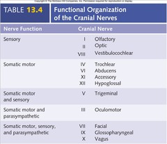 cranial nerves organization.jpg